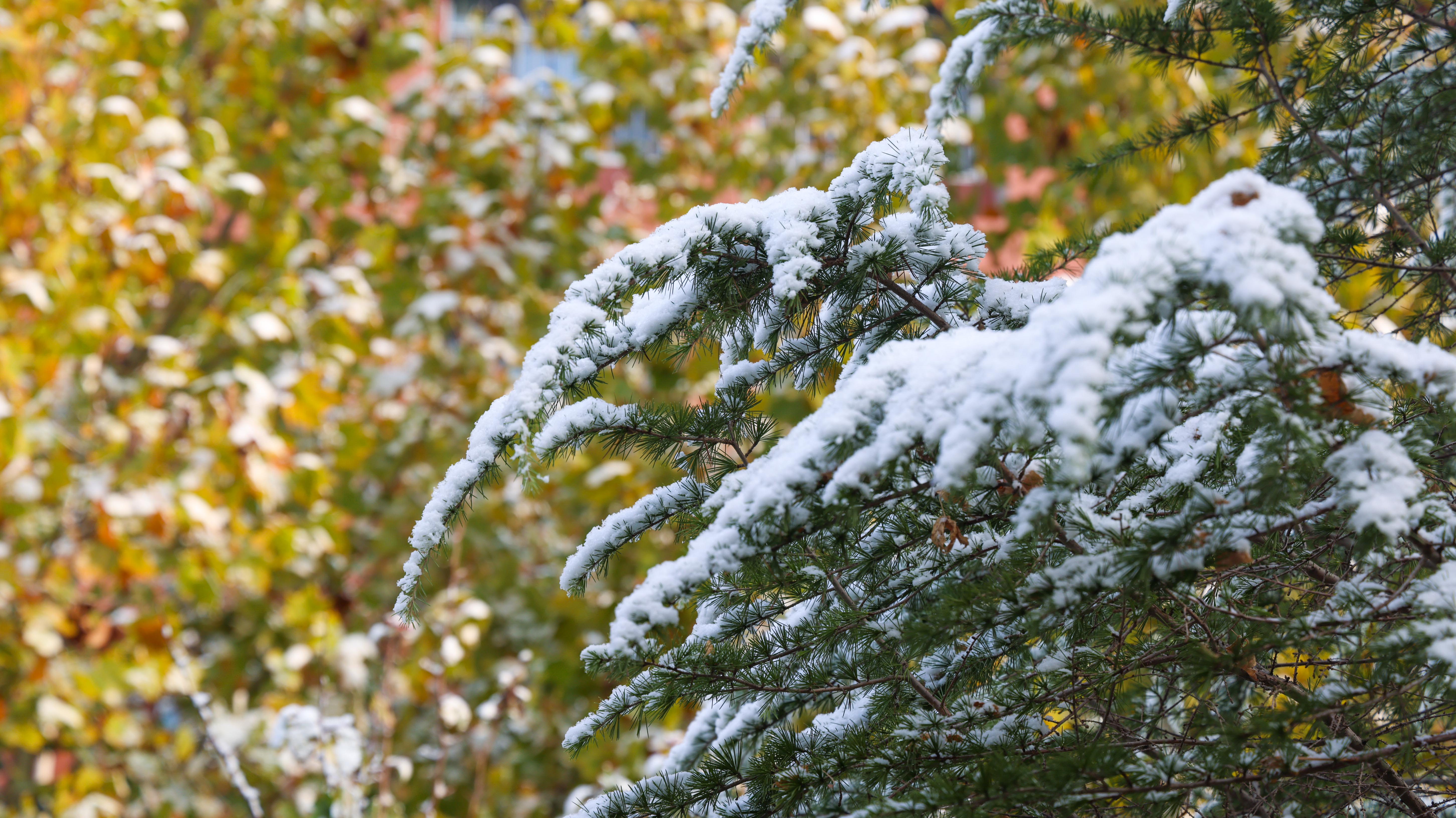 2023-11-11 雪景 (15).jpg