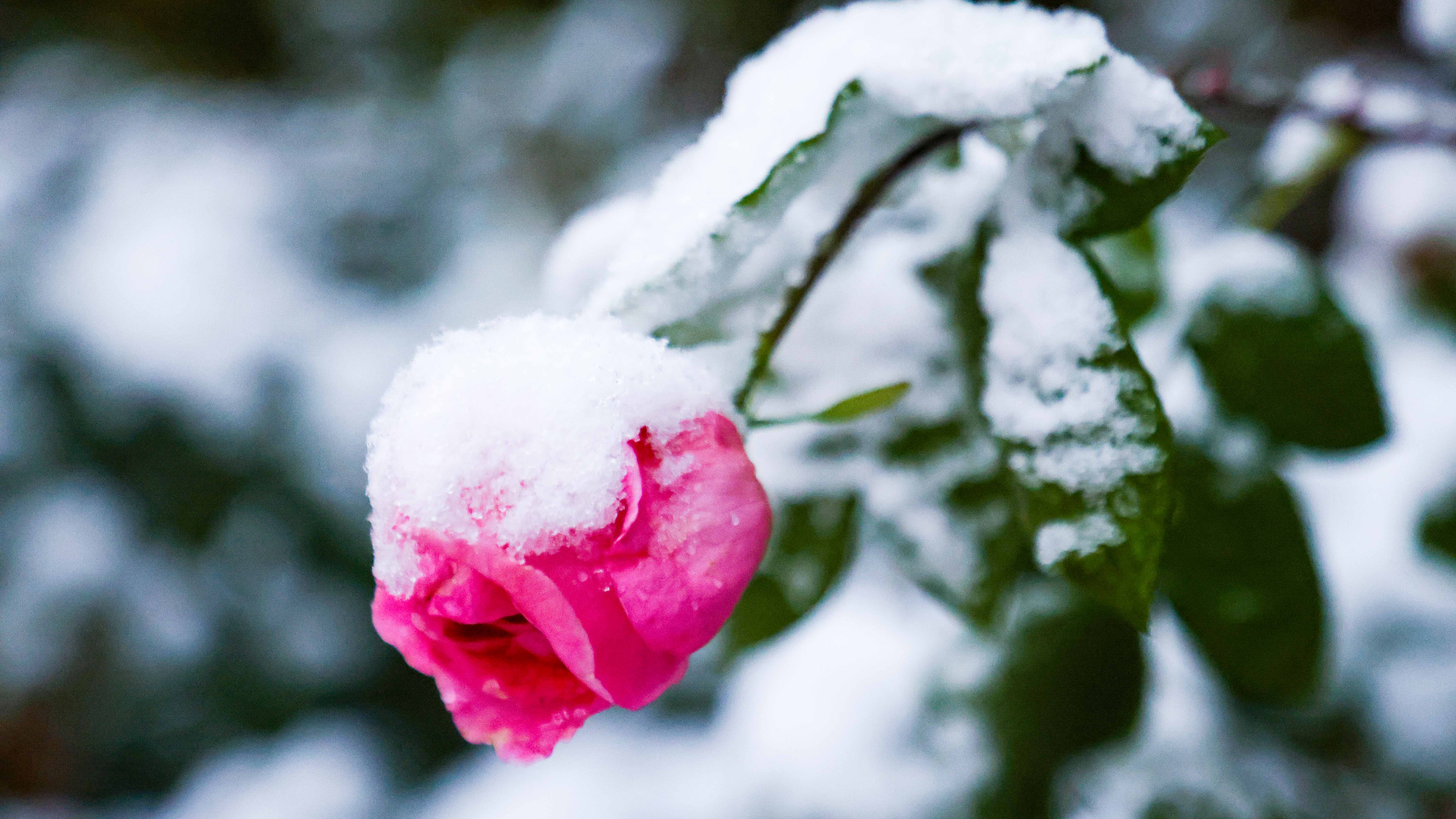 2023-11-11 雪景 (18).jpg