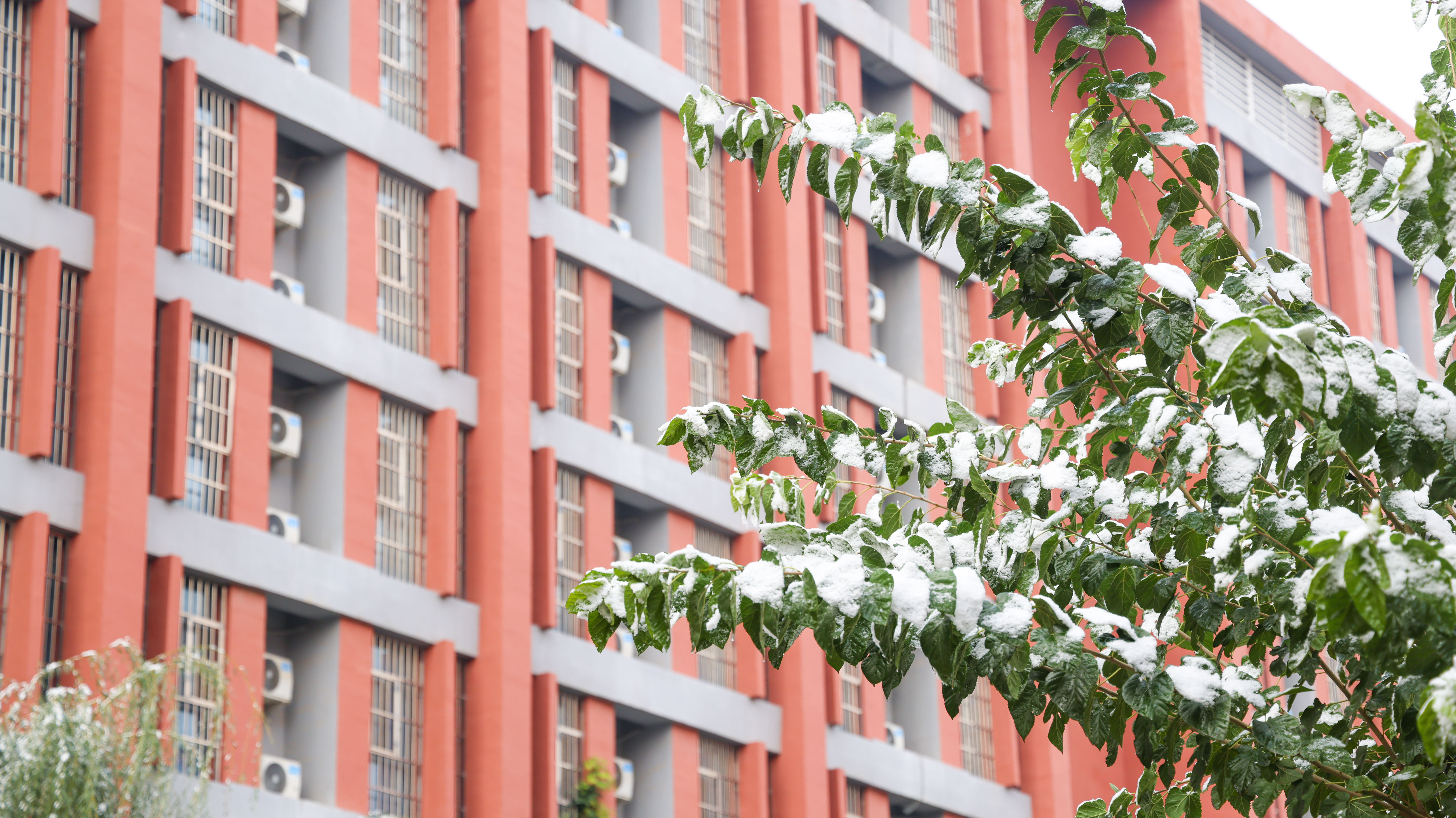 2023-11-11 雪景 (14).jpg