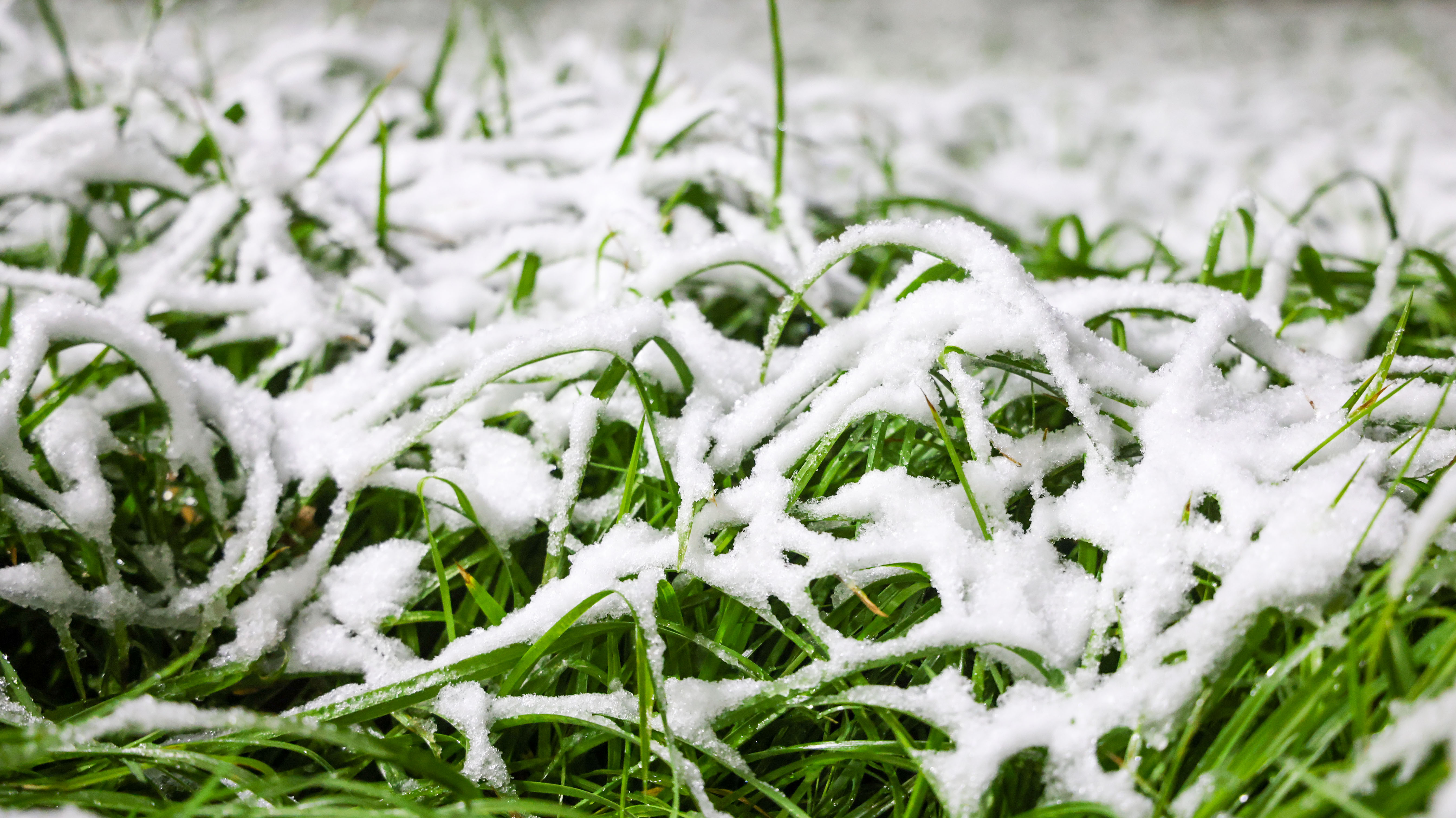 2023-11-11 雪景 (13).jpg